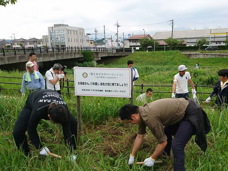 長浜新川桜並木沿い清掃奉仕